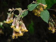 Brickellia magnifica