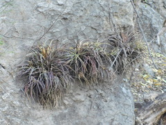 Tillandsia capitata