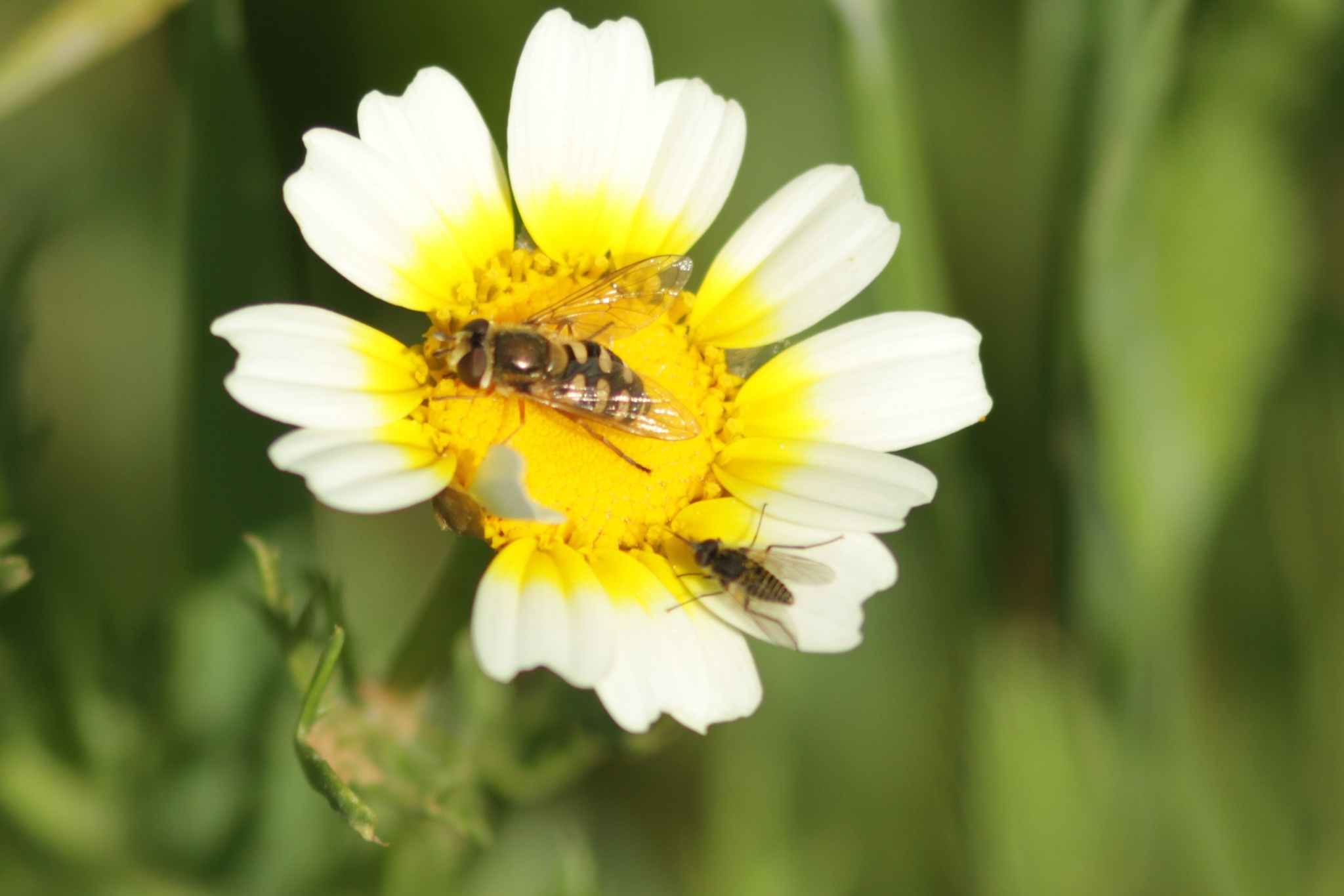 Eupeodes corollae