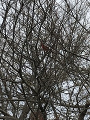 Cardinalis cardinalis