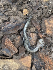 Plethodon ventralis