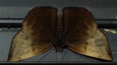 Achlyodes pallida