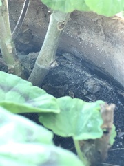 Tarentola mauritanica