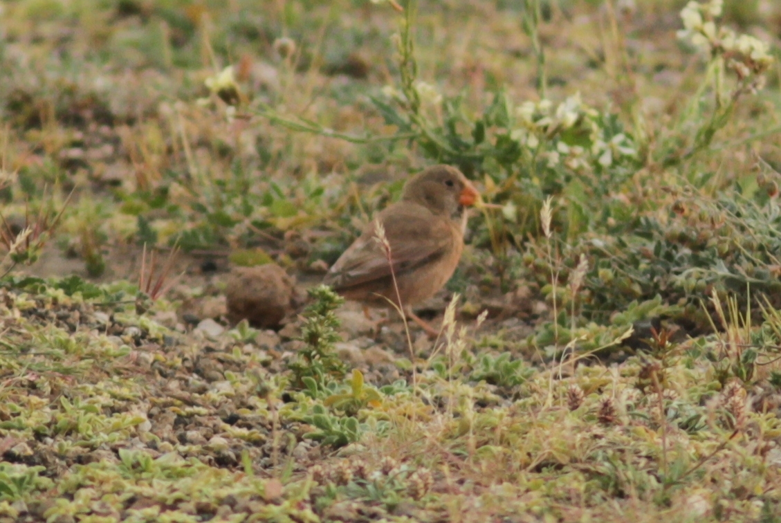 Trumpeter Finch