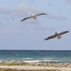 Pelecanus occidentalis occidentalis
