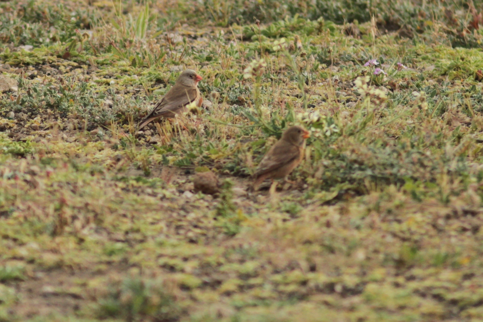 Trumpeter Finch