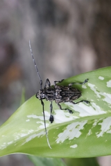 Steirastoma histrionicum