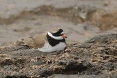 Charadrius hiaticula