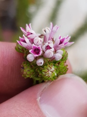 Phylica lachneaeoides