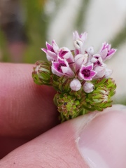 Phylica lachneaeoides