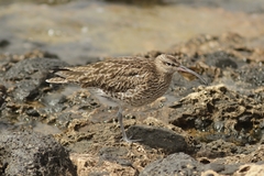 Numenius phaeopus