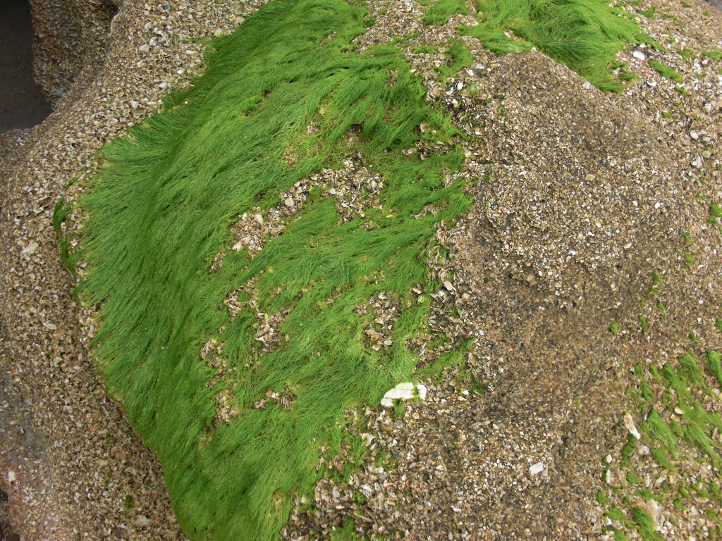 blidingia-marginata-matbio-seaweeds-seagrasses-matanzas