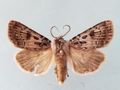 Agrotis ruta