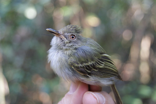 Acre Tody-Tyrant