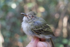 Hemitriccus cohnhafti