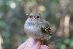 Hemitriccus cohnhafti