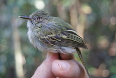 Hemitriccus cohnhafti