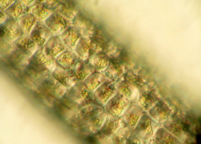 blidingia-marginata-matbio-seaweeds-seagrasses-matanzas