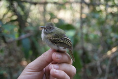 Hemitriccus cohnhafti