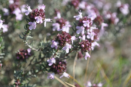 Thyme