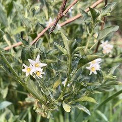 Solanum chenopodioides