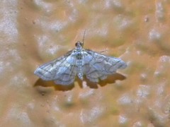 Pseudopyrausta santatalis