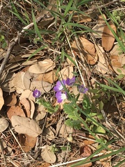 Phacelia patuliflora
