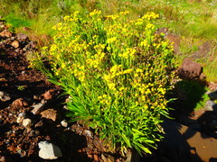 Senecio schweinfurthii
