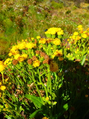 Senecio schweinfurthii