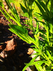 Senecio schweinfurthii