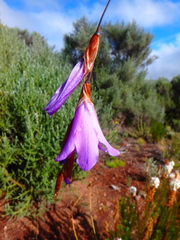 Dierama cupuliflorum
