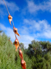 Dierama cupuliflorum