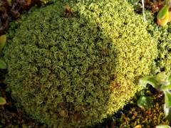 Tortella flavovirens