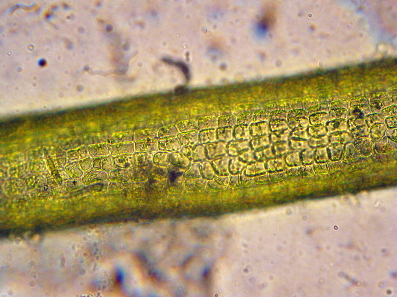 blidingia-marginata-matbio-seaweeds-seagrasses-matanzas
