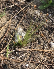 Bulbostylis ciliatifolia