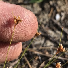 Bulbostylis ciliatifolia