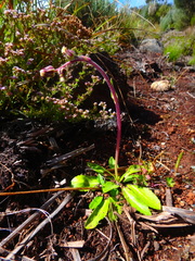 Eschenbachia subscaposa
