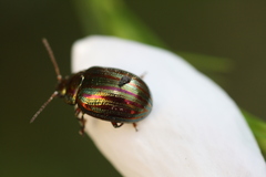 Chrysolina americana