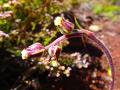 Eschenbachia subscaposa