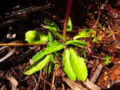 Eschenbachia subscaposa