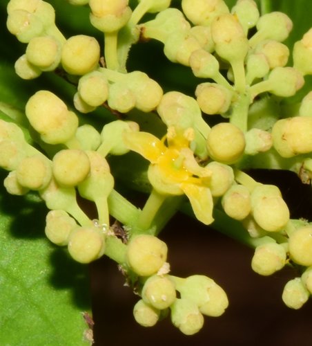 Cissus verticillata