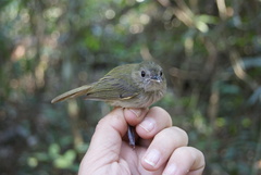 Hemitriccus flammulatus