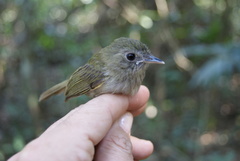 Hemitriccus flammulatus