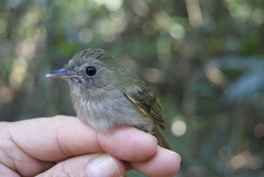 Hemitriccus flammulatus