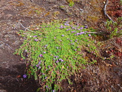 Trifolium cryptopodium