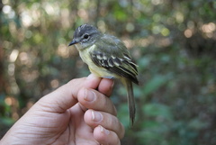Myiopagis gaimardii