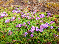 Trifolium cryptopodium