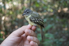 Myiopagis gaimardii