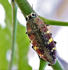 Lampetis hirtomaculata