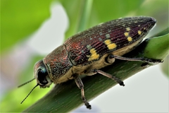 Lampetis hirtomaculata